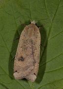 Hagebåndfly (Noctua pronuba)