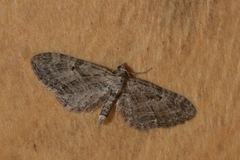 Augustdvergmåler (Eupithecia pusillata)