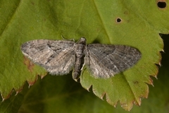 Augustdvergmåler (Eupithecia pusillata)