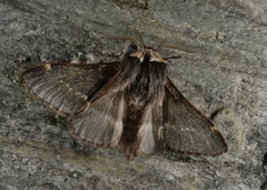 Høstspinner (Poecilocampa populi)