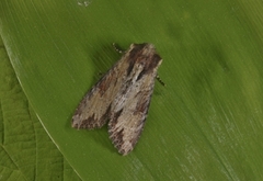 Kileengfly (Apamea crenata)