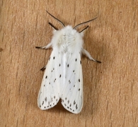 Punkttigerspinner (Spilosoma lubricipeda)