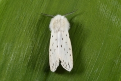 Punkttigerspinner (Spilosoma lubricipeda)