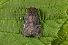 Skyggefly (Rusina ferruginea)