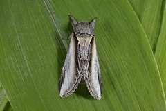 Seljetannspinner (Pheosia tremula)