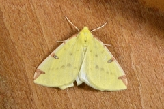 Sitronmåler (Opisthograptis luteolata)