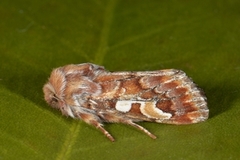 Furufly (Panolis flammea)