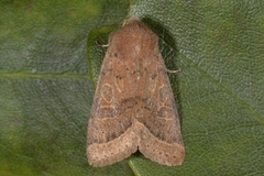 Tverrlinjet seljefly (Orthosia cerasi)