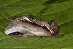 Bjørketannspinner (Pheosia gnoma)