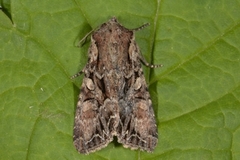 Busklundfly (Lacanobia thalassina)