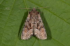 Busklundfly (Lacanobia thalassina)