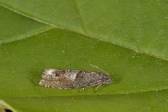 Junikveldvikler (Epinotia tetraquetrana)
