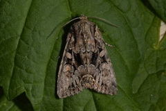 Busklundfly (Lacanobia thalassina)