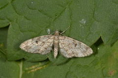 Grandvergmåler (Eupithecia tantillaria)