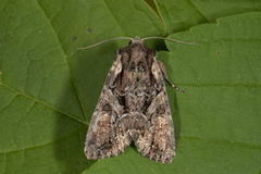 Busklundfly (Lacanobia thalassina)