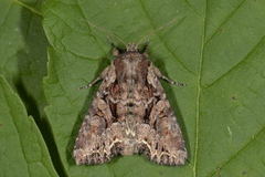 Busklundfly (Lacanobia thalassina)