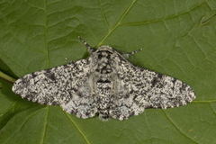 Bjørkelurvemåler (Biston betularia)