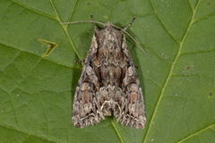 Busklundfly (Lacanobia thalassina)