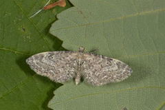 Vinkeldvergmåler (Eupithecia vulgata)