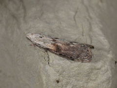 Humlebolvoksmott (Aphomia sociella)