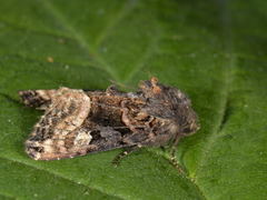 Lyktebærerfly (Euplexia lucipara)