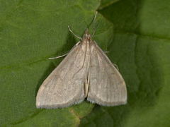 Marimjelleengmott (Anania fuscalis)