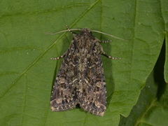 Brunt lærfly (Mniotype adusta)