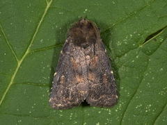 Skyggefly (Rusina ferruginea)