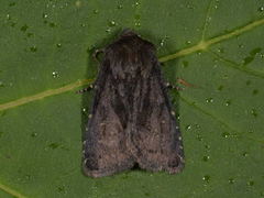 Skyggefly (Rusina ferruginea)