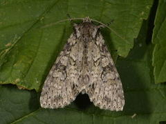 Grått hakefly (Polia nebulosa)