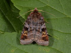 Rødfrynset teglfly (Diarsia brunnea)