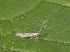 Coleophora alticolella