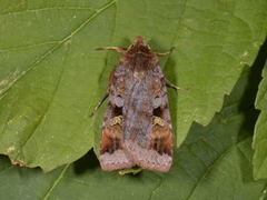 Rødfrynset teglfly (Diarsia brunnea)