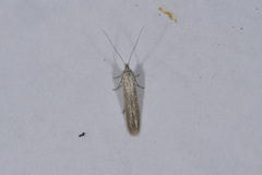 Coleophora