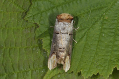 Oksehodespinner (Phalera bucephala)