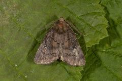 Skyggefly (Rusina ferruginea)