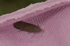 Bryotropha terrella