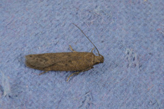 Bryotropha terrella