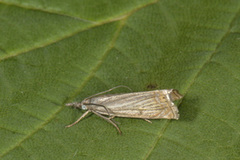 Årenebbmott (Chrysoteuchia culmella)