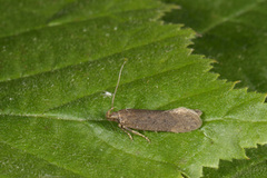 Bryotropha terrella