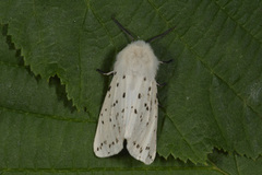 Punkttigerspinner (Spilosoma lubricipeda)