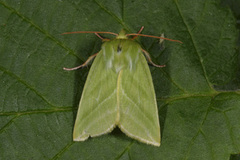 Rødfrynset båtfly (Pseudoips prasinana)