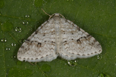 Rognemåler (Venusia cambrica)