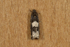 Junikveldvikler (Epinotia tetraquetrana)