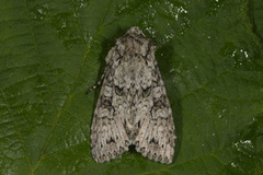 Grått hakefly (Polia nebulosa)