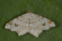 Gul buemåler (Macaria notata)