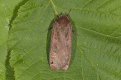 Hagebåndfly (Noctua pronuba)