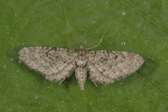 Humledvergmåler (Eupithecia assimilata)