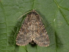 Slåttengfly (Apamea remissa)