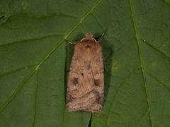 Engteglfly (Diarsia florida)